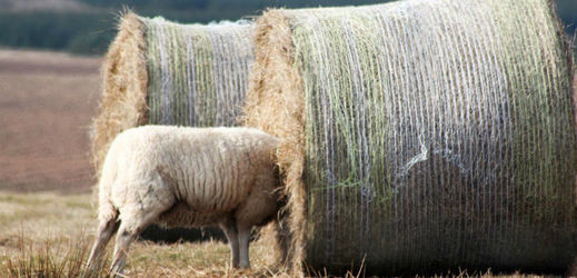 Ovce zaseklá v balíku slámy. 