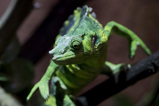 Pavilon je novým bydlištěm více než 30 druhů zvířat, z toho 13 druhů chameleonů.