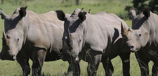 Pytláci v JAR loni zabili 1054 nosorožců, což je o deset procent méně než v roce 2015.