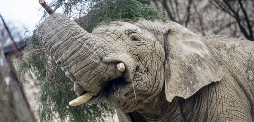 Kito byl jediným samcem slona afrického chovaným v zoo v ČR a na Slovensku.