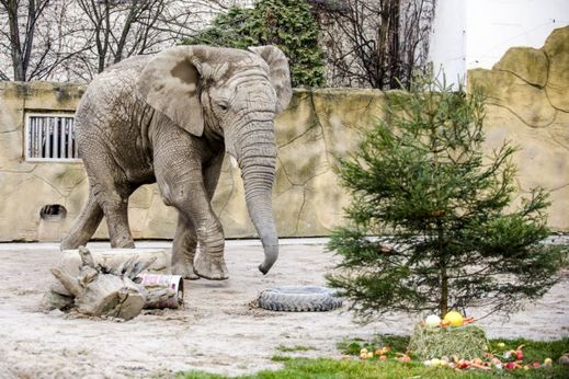 Sloní samec přišel do dvorské zoo před osmi lety z britské zoo v Colchesteru, kde se v roce 2002 narodil.