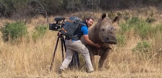 Divoký nosorožec přišel k filmaři a dožadoval se drbání na břiše.
