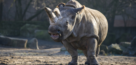 Na ilustračním snímku je nosorožec tuponosý nazýván také jako nosorožec bílý.