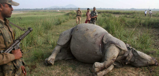 Nosorožci za své rohy často platí smrtí.