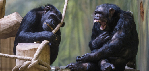 Na snímku jsou dvě nové šimpanzí samice.