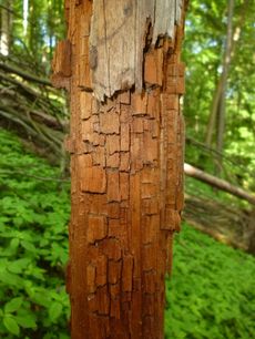 Mrtvé dřevo je v lesních ekosystémech důležitým elementem.