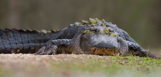 Krokodýl útočil (ilustrační foto).