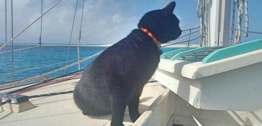 Šestiletá kočka jménem Willow urazila se svým páníčkem 50 tisíc kilometrů. Snímek z plavby k Velkému bariérovému útesu.