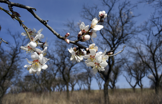 U Hustopečí na Břeclavsku kvetou mandloňové sady. Mandloně, typické pro jižní oblasti Evropy, jsou v ČR přírodní raritou.
