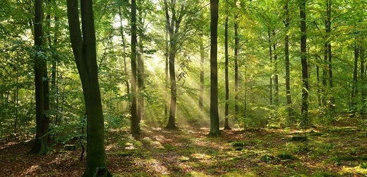 Lesy v ČR (ilustrační foto).
