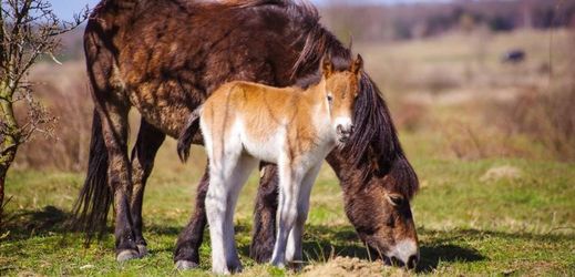 Letos se v rezervaci divokých koní narodila již tři mláďata divokých koní.