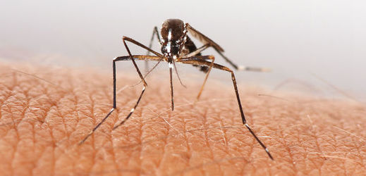 Vědci varují před komáry.