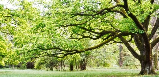 Na světě je přes šest desítek tisíc různých stromů (ilustrační foto).