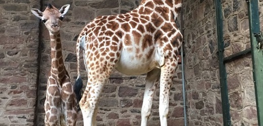 Nové vzácné žirafí mládě v Chester Zoo.