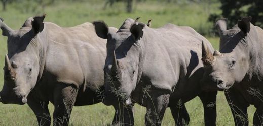 Pytláci loni v JAR zabili přes tisíc nosorožců.