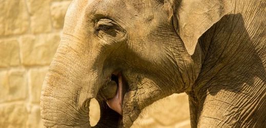 Ostravská zoo pořádá speciální program nazvaný Den pros slony.