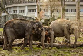 Na přelomu května a června zoo očekává narození sloního mláděte.
