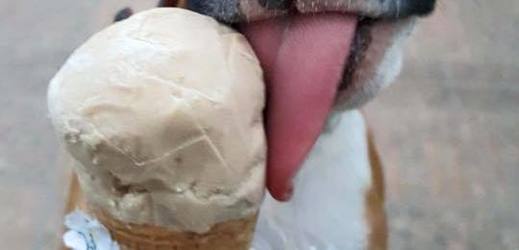 V mexickém hlavním městě otevřeli psí zmrzlinárnu.