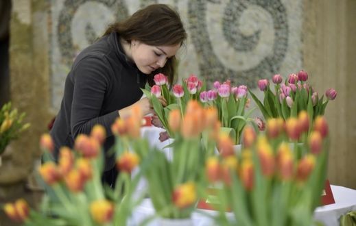 Výstava tulipánů potrvá až do velikonočního pondělí.