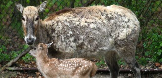 Tento týden se v brněnské zoo narodil jelen milu.