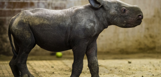 Nosorožčí samička dostala svahilské jméno.