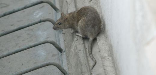 New York vyzkouší sterilizační prostředek pro samice potkanů (ilustrační foto).