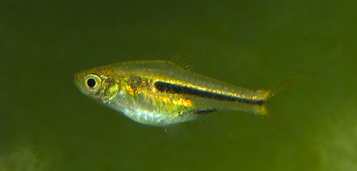 Ostravská zoo získala ocenění za odchov vzácné rybky razbory menamské (na snímku).