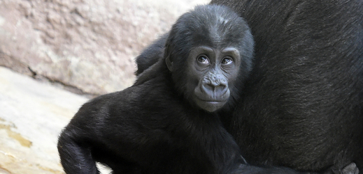 Sameček gorily nížinné Ajabu oslavil v pražské zoo své první narozeniny.