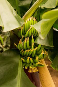 V současnosti v zoo dozrávají plody nízké odrůdy banánovníku (na snímku), pomeranče a mandarinky.