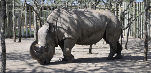Súdán, poslední samec nosorožce tuponosého severního.