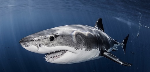 Žralok bílý (ilustrační foto).