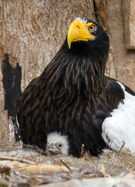 Rodiči orlích mláďat jsou samec Matyáš a samice Matylda.