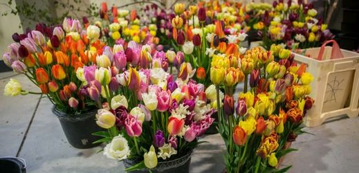 Od 28. dubna až do 1. května bude kroměřížské výstaviště hostit květinovou výstavu s názvem Floria Jaro.
