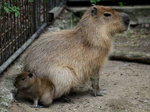 Kapybara je největší hlodavec na světě.