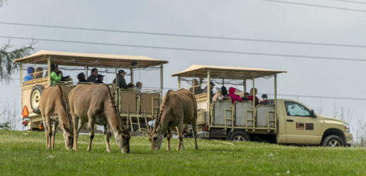Africké safari ve Dvoře Královém. 