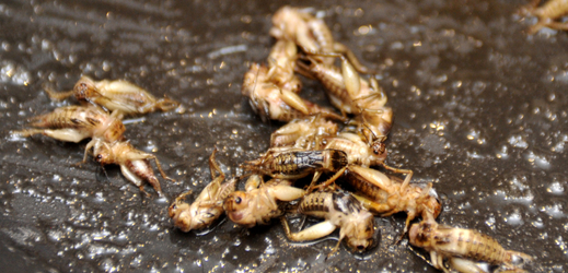 Cvrčci jsou v Jün-nanu delikatesou.
