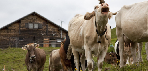 Nizozemka bojuje za práva zvířat a svou pozornost soustředí i mimo jiné na kravské zvonce - jeden ze švýcarských národních pokladů (ilustrační foto).