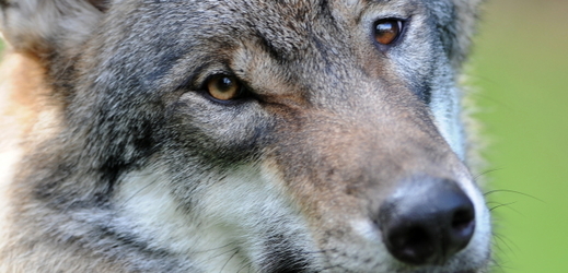 Kde se vlci v Dánsku usadili zoologové tají, aby je uchránili před lovci (ilustrační foto).