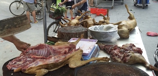 Prodej psího masa v Číně. 