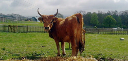Táborská zoologická zahrada získala dvě mladé krávy dlouhorohého plemene Cachena.