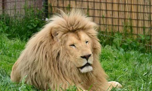 Lví samec, otec bílých lvů, narozených v ZOO Dvorec.