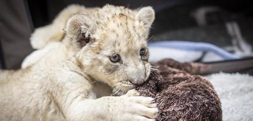 Jihoafrický bílý lev, který se narodil v zajetí v ZOO Dvorec.