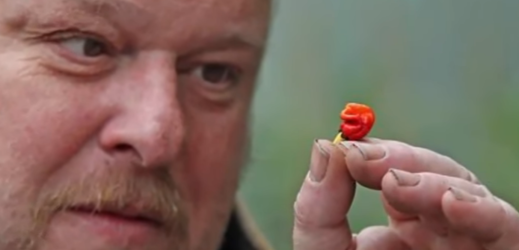 pěstitel Mike Smith (na snímku) z Walesu prý zcela náhodou vypěstoval nejpálivější druh chilli papričky na světě.