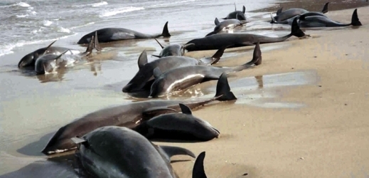 Moře u ukrajinského města Oděsa vyplavilo desítky uhynulých delfínů.
