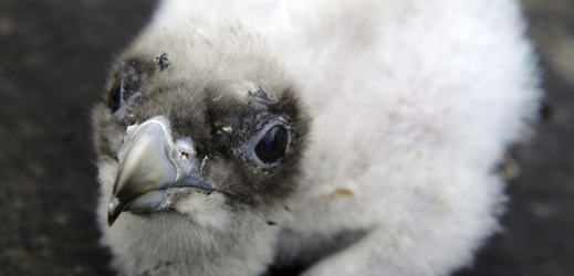 V ostravské zoo se doposud narodilo již třináct mláďat orlosupa bradatého.