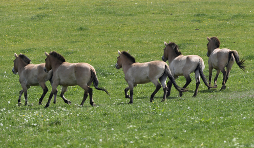 Klisny koně Převalského se přestěhují do přísně chráněné oblasti Gobi B.