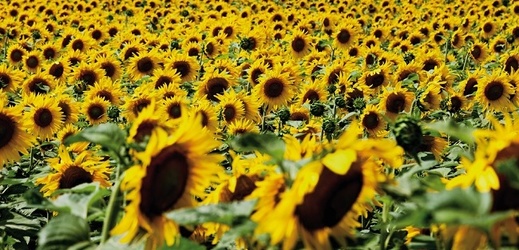 Slunečnice je symbolem osvětového projektu Rozsviťme Českou republiku (ilustrační foto).