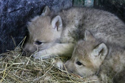 V lidské péči se vlci arktičtí dožívají až dvaceti let.