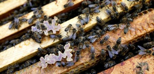 Medobraní v zoo Ostrava nabídne ukázky vytáčení medu i povídání o životě včel (ilustrační foto).