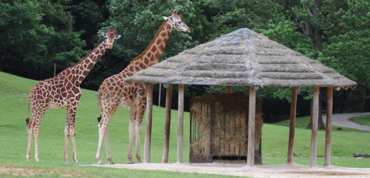 Návštěvníci safari mohou při projížďce spatřit dva žirafí samce.